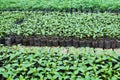 Small pepper plants in a greenhouse for transplanting Royalty Free Stock Photo