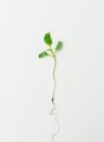 Small pepper seedling, green seedling isolated on white background pulled from the ground. Preparation for disembarkation Royalty Free Stock Photo