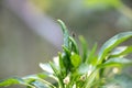 The small peppers on the pepper seedlings are growing Royalty Free Stock Photo