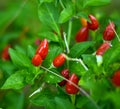 Small peppers vegetables in garden