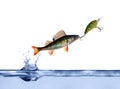 Small perch on hook Royalty Free Stock Photo
