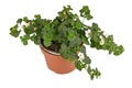 Small perennial flowering `Sutera Cordata` plant with white blooming flowers in flower pot on white background