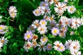 Small perennial lilac flowers growing on the lawn in summer Royalty Free Stock Photo