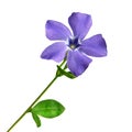 Small periwinkle isolated Royalty Free Stock Photo