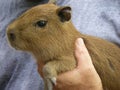 Baby capybara being held by a person