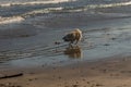 Small pet dog in hot pursuit of a ball Royalty Free Stock Photo