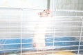 A small pet rat in a cage Royalty Free Stock Photo