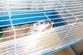 A small pet rat in a cage Royalty Free Stock Photo