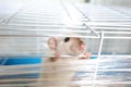 A small pet rat in a cage Royalty Free Stock Photo