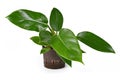 Small `Philodendron Imperial Green` house plant in hydroponics flower pot on white background