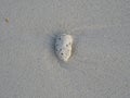 Small pieces of coral on the coast of Maldives. Royalty Free Stock Photo