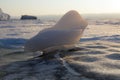 Small piece of ice on lake Baikal at sunrise