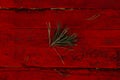 Small piece of pine branch with green needles on a red painted wooden background Royalty Free Stock Photo