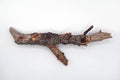 small piece of wood broken tree branch twig on white background Royalty Free Stock Photo