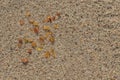 Small pieces of amber on a sandy beach of the Baltic Sea close-up. Natural background