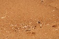 SMALL PIECES OF SHELL AND LARGE GRAINS OF SAND ON A BEACH