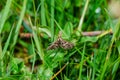 Small pied grass moth in green grass