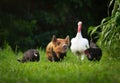 Small pig in front of a group of domestic animals in a rural field