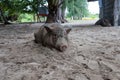 a small pig laying in the dirt near a building that has a shed behind it Royalty Free Stock Photo