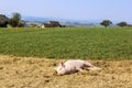 A small pig sleeping in open land pig farm Royalty Free Stock Photo