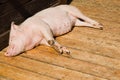 Small pig sleeping on wooden boards in shed on bio piggery farm