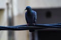 Small pigeon perched atop a set of power lines, gazing off into the distance