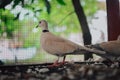 Spotted dove in the cage