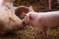 Small piglet and adult pig in a farm.Domestic animal Royalty Free Stock Photo