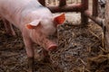 Small piglet in a farm.Domestic animal