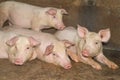 A small piglet in the farm. group of mammal waiting feed. swine in the stall. Royalty Free Stock Photo