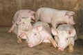 A small piglet in the farm. group of mammal waiting feed. swine in the stall. Royalty Free Stock Photo