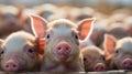 A small piglets in the farm waiting for feed