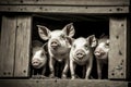 Small piglets go out door of pigsty on pig farm