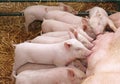 Small piglets suckling milk in farm