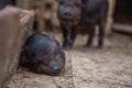 Small pigs in the farm Royalty Free Stock Photo