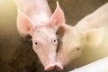 Pigs at the farm. Meat industry. Royalty Free Stock Photo