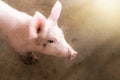 Small pigs at the farm,swine in the stall. Royalty Free Stock Photo