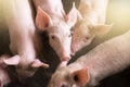 Small pigs at the farm,swine in the stall Royalty Free Stock Photo