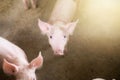 Small pigs at the farm,swine in the stall. Royalty Free Stock Photo