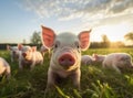 beautiful pigs on green meadow