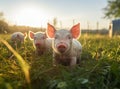 beautiful pigs on green meadow