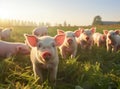 beautiful pigs on green meadow