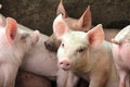 Small pigs in the stable Royalty Free Stock Photo