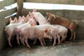 Small pigs in the stable Royalty Free Stock Photo