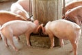 Small pigs in the stable Royalty Free Stock Photo