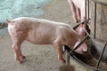 Small pigs in the stable Royalty Free Stock Photo