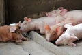 Small pigs in the stable Royalty Free Stock Photo