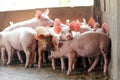 Small pigs in the stable Royalty Free Stock Photo