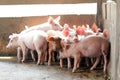 Small pigs in the stable Royalty Free Stock Photo