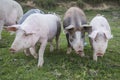 Pigs playing in the field Royalty Free Stock Photo